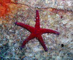 Red Star Fish by Ryan Stafford 